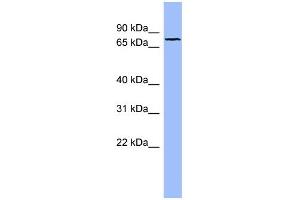 WB Suggested Anti-FBLN1 Antibody Titration:  0. (Fibulin 1 抗体  (N-Term))
