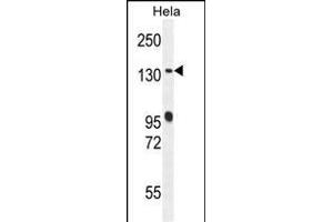 DEN5A Antibody (Center) (ABIN654470 and ABIN2844204) western blot analysis in Hela cell line lysates (35 μg/lane). (DENND5A 抗体  (AA 695-724))