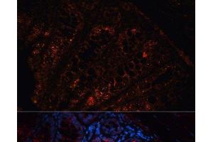Immunofluorescence analysis of Mouse colon using APC Polyclonal Antibody at dilution of 1:100. (APC 抗体)