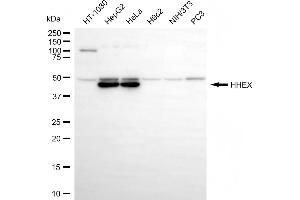 Western blotting analysis using HHEX antibody (ABIN7798883).