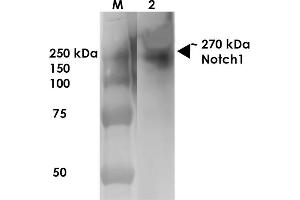 Western Blot analysis of Rat Brain Membrane showing detection of ~270 kDa Notch1 protein using Mouse Anti-Notch1 Monoclonal Antibody, Clone S253-32 . (Notch1 抗体  (AA 20-216) (Atto 390))