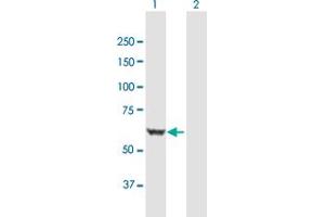 Western Blot analysis of BAIAP2 expression in transfected 293T cell line by BAIAP2 MaxPab polyclonal antibody. (BAIAP2 抗体  (AA 1-552))