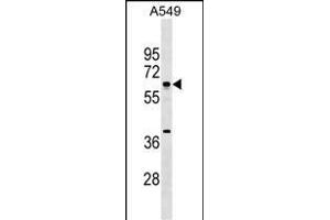 MTF2 Antibody (Center) (ABIN1538252 and ABIN2849778) western blot analysis in A549 cell line lysates (35 μg/lane). (MTF2 抗体  (AA 289-317))