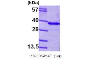 SDS-PAGE (SDS) image for Glycine N-Methyltransferase (GNMT) (AA 1-295) protein (His tag) (ABIN666718) (GNMT Protein (AA 1-295) (His tag))