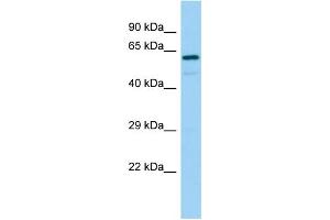 Host: Rabbit Target Name: REPS2 Sample Type: 721_B Whole Cell lysates Antibody Dilution: 1. (REPS2 抗体  (C-Term))