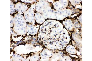 Anti-Annexin V Picoband antibody,  IHC(P): Mouse Kidney Tissue (Annexin V 抗体  (AA 2-320))