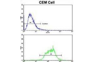 Flow Cytometry (FACS) image for anti-Mitochondrially Encoded NADH Dehydrogenase 5 (MT-ND5) antibody (ABIN3002895) (MT-ND5 抗体)