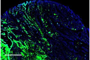 Immunohistochemistry analysis using Mouse Anti-Thyroid Hormone Receptor Monoclonal Antibody, Clone H43 (ABIN6952042). (THRA 抗体  (APC))