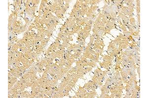 ABIN6264842 and ABIN6279051 at 1/100 staining rat heart tissue by IHC-P. (RPL7A 抗体  (N-Term))