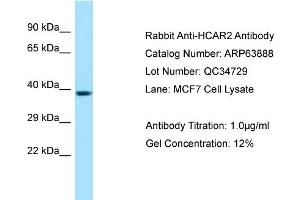 Western Blotting (WB) image for anti-Hydroxycarboxylic Acid Receptor 2 (HCAR2) (C-Term) antibody (ABIN2789654) (HCAR2 抗体  (C-Term))