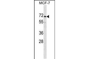 Western blot analysis in MCF-7 cell line lysates (35ug/lane). (PRAMEF2 抗体  (C-Term))