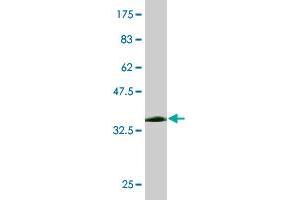 Western Blot detection against Immunogen (38. (DDT 抗体  (AA 1-118))