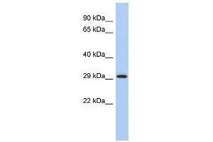 YWHAE antibody (70R-10461) used at 0. (YWHAE 抗体  (Middle Region))