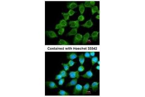 Immunofluorescence (IF) image for anti-NADH Dehydrogenase (Ubiquinone) Fe-S Protein 1, 75kDa (NADH-Coenzyme Q Reductase) (NDUFS1) (Center) antibody (ABIN2856931)