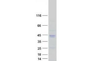 Western Blotting (WB) image for Osteoglycin (OGN) (Transcript Variant 3) protein (Myc-DYKDDDDK Tag) (ABIN2726014)