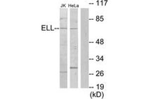 Western blot analysis of extracts from Jurkat/HeLa cells, using ELL Antibody. (ELL 抗体  (AA 91-140))