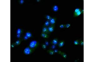 Immunofluorescence staining of Hela cells with ABIN7165779 at 1:100, counter-stained with DAPI. (MAEL 抗体  (AA 1-200))