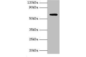 Western blot All lanes: Anti-Muellerian hormone type-2 receptor antibody at 15 μg/mL + Mouse brain tissue Secondary Goat polyclonal to rabbit IgG at 1/10000 dilution Predicted band size: 63, 53, 52 kDa Observed band size: 63 kDa