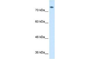 ABP1 antibody used at 1 ug/ml to detect target protein. (DAO 抗体  (C-Term))