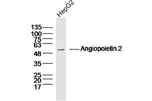HepG2 lysates probed with Angiopoietin 2 Polyclonal Antibody, Unconjugated  at 1:300 dilution and 4˚C overnight incubation.