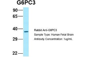 Western Blotting (WB) image for anti-Glucose 6-Phosphatase, Catalytic 3 (G6PC3) (N-Term) antibody (ABIN2789897)