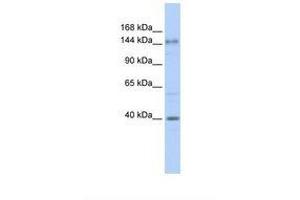 Image no. 1 for anti-Adenylate Cyclase 10 (Soluble) (ADCY10) (AA 396-445) antibody (ABIN6738363) (ADCY10 抗体  (AA 396-445))