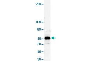 Western blot analysis of bacterial lysate of MBP-fused antigen protein with Myst4 polyclonal antibody . (KAT6B 抗体)