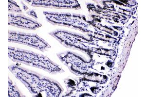 HnRNP A1 was detected in paraffin-embedded sections of mouse intestine tissues using rabbit anti- HnRNP A1 Antigen Affinity purified polyclonal antibody (Catalog # ) at 1 µg/mL. (HNRNPA1 抗体  (N-Term))
