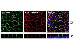 Fluorescence Microscopy (FM) image for anti-F11 Receptor (F11R) (pTyr280) antibody (ABIN5706868)