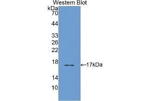 Western Blotting (WB) image for anti-S100 Calcium Binding Protein A3 (S100A3) (AA 1-101) antibody (ABIN1175369) (S100A3 抗体  (AA 1-101))