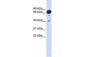 WB Suggested Anti-MAN1A2 Antibody Titration:  0. (MAN1A2 抗体  (Middle Region))