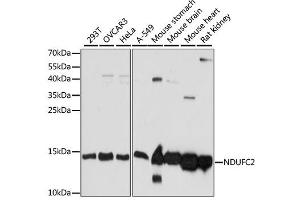 Western blot analysis of extracts of various cell lines, using NDUFC2 antibody (ABIN6293685) at 1:1000 dilution. (NDUFC2 抗体)