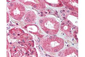 Anti-UBE2N antibody IHC of human kidney. (UBE2N 抗体  (C-Term))