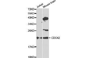 Western blot analysis of extracts of various cell lines, using CDC42 antibody (ABIN5970534) at 1/1000 dilution. (CDC42 抗体)
