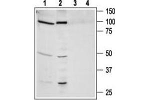 Western blot analysis of human lung carcinoma NCI-H526 (lanes 1 and 3) and human prostate carcinoma PC-3 (lanes 2 and 4) cell line lysates: - 1,2. (NMBR 抗体  (3rd Intracellular Loop))
