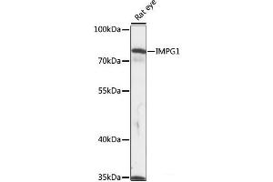 Western blot analysis of extracts of Rat eye using IMPG1 Polyclonal Antibody at dilution of 1:1000. (IMPG1 抗体)