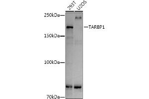 Western blot analysis of extracts of various cell lines, using T antibody (ABIN7270728) at 1:1000 dilution. (TARBP1 抗体)