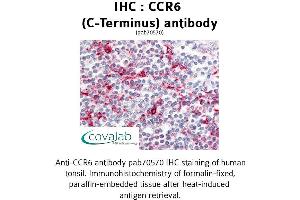 Image no. 1 for anti-Chemokine (C-C Motif) Receptor 6 (CCR6) (C-Term) antibody (ABIN1732778) (CCR6 抗体  (C-Term))