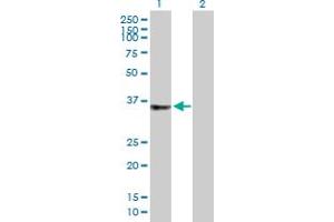 Western Blot analysis of C2orf43 expression in transfected 293T cell line by C2orf43 MaxPab polyclonal antibody. (LDAH/C2orf43 抗体  (AA 1-325))