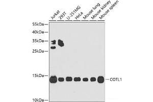 Western blot analysis of extracts of various cell lines using COTL1 Polyclonal Antibody at dilution of 1:1000. (COTL1 抗体)