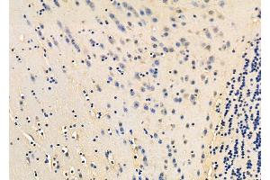 ABIN6261445 and ABIN6278454 at 1/100 staining Mouse brain tissue by IHC-P. (EEF1B2 抗体  (Internal Region))