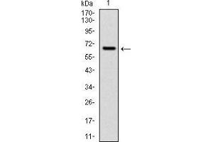 Western blot analysis using CYP1A1 mAb against human CYP1A1 (AA: 203-461) recombinant protein. (CYP1A1 抗体)