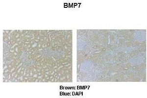 Immunohistochemistry (IHC) image for anti-Bone Morphogenetic Protein 7 (BMP7) (N-Term) antibody (ABIN2779568)