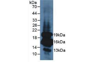 Western blot analysis of Mouse Pancreas Tissue. (Insulin 抗体  (AA 25-110))