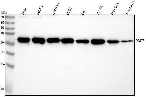 Western blot analysis of DDIT3 using anti-DDIT3 antibody (ABIN7604625).