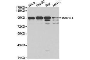 Western Blotting (WB) image for anti-MAD1 Mitotic Arrest Deficient-Like 1 (MAD1L1) antibody (ABIN1873580) (MAD1L1 抗体)