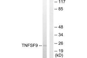Western blot analysis of extracts from HUVEC cells, using TNFSF9 antibody. (TNFSF9 抗体  (Internal Region))