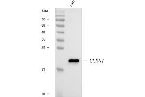 Western blot analysis of Claudin 1/CLDN1 using anti-Claudin 1/CLDN1 antibody (ABIN7602693).