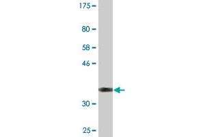 Western Blot detection against Immunogen (36. (DUX3 抗体  (AA 1-95))