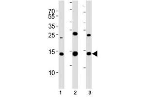 Western Blotting (WB) image for anti-Small Ubiquitin Related Modifier 2 (SUMO2) (AA 63-93) antibody (ABIN3032648)